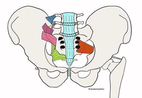 Drawing of hip links