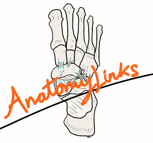 AnatomyLinks